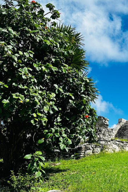 Tulum, Snorkeling & Cenote Adventure - Akumal Bay Snorkeling