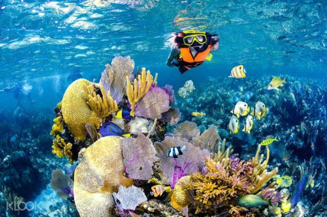 Tulum Snorkeling Tour - Casa Cenote + Ocean Reef & Lunch - Inclusions and Exclusions