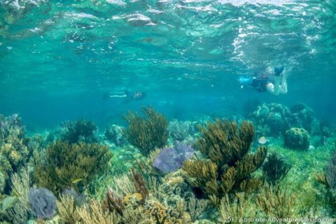 Tulum Snorkeling Tour - Casa Cenote + Ocean Reef & Lunch - Inclusions and Exclusions