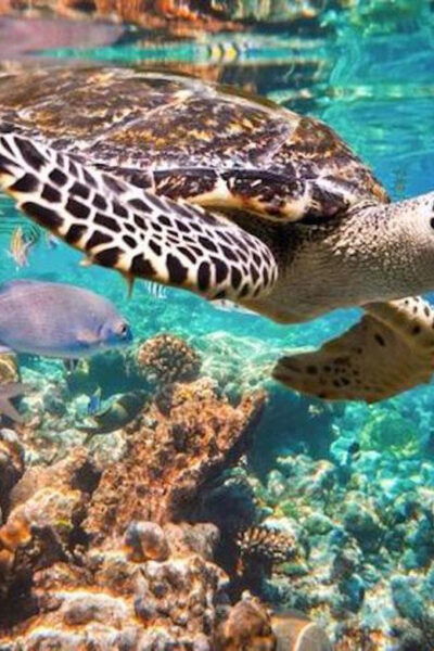 Tulum Snorkeling Tour - Casa Cenote + Ocean Reef & Lunch - Tour Availability and Booking