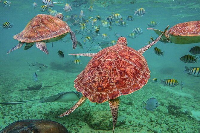 Tulum, Snorkeling With Sea Turtles, Cenote and Beachside Lunch - Snorkeling With Sea Turtles