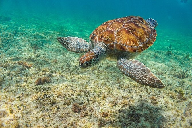 Tulum, Snorkeling With Sea Turtles, Cenote and Beachside Lunch - Tips for a Smooth Experience