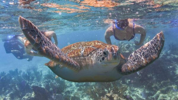 Tulum Turtles Cenote & Beach Club - Explore Tulum Ruins