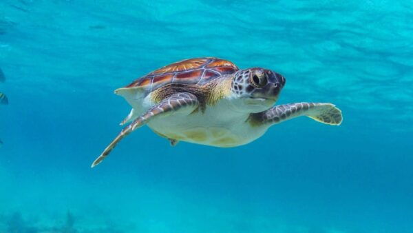 Tulum Turtles Cenote & Beach Club - Discover Mayan Cenotes