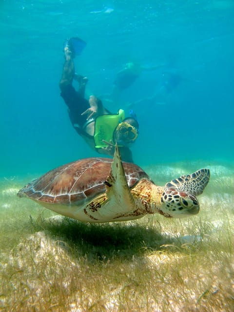 Tulum & Turtles Private Tour - Good To Know