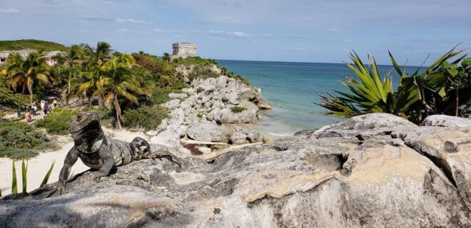 Tulum & Turtles Private Tour - Highlights of the Experience