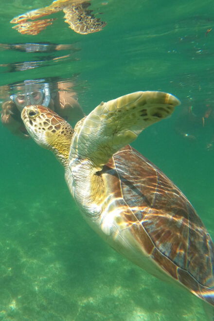 Tulum & Turtles Private Tour - Accessibility and Recommendations