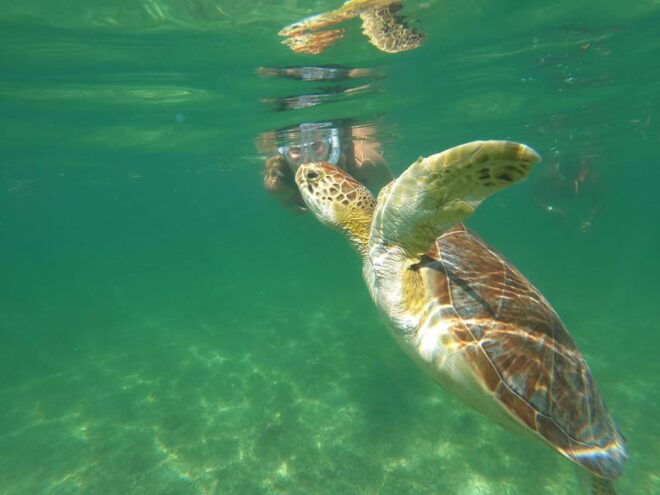 Tulum & Turtles Private Tour - Frequently Asked Questions