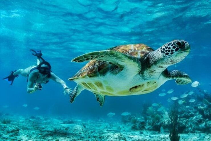 Tulum:Private Mayan Ruins & Swimming With Turtles Experience - Activity Details