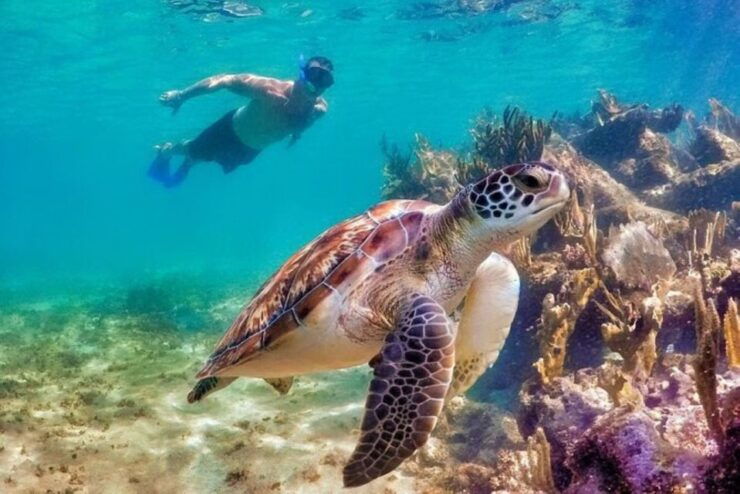 Tulum:Private Mayan Ruins & Swimming With Turtles Experience - Experience Highlights