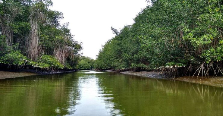 Tumbes: Puerto Pizarro Islands and Mangroves - Experience Details