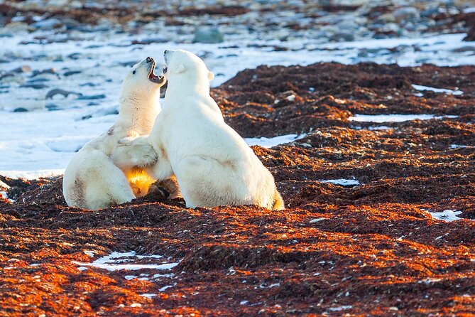 Tundra Buggy Autumn Day Tours - Overview and Tour Details
