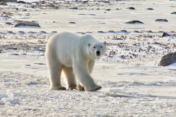 Tundra Buggy Autumn Day Tours - What to Expect and Additional Information