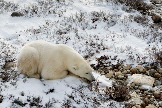 Tundra Buggy Autumn Day Tours - Wildlife Sightings and Expectations