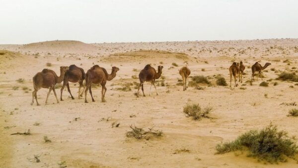 Tunisia: 4-Day Private Discovery Tour - Common Questions
