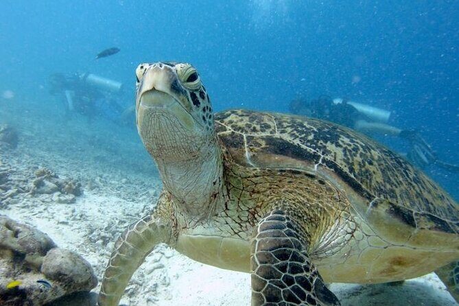 Tunku Abdul Rahman Marine Park Leisure Diving from Kota Kinabalu - FAQs