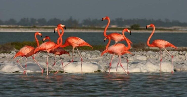 Tuquesa: The Coloradas, Ria Lagartos, and Merida Beach Tour - Good To Know