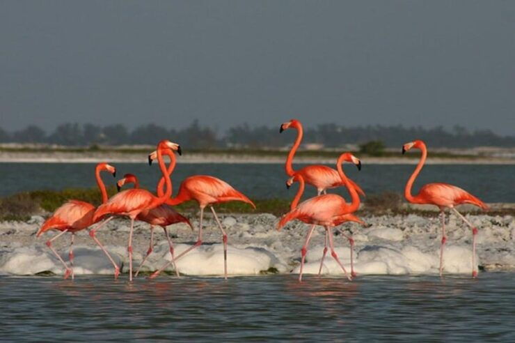 Tuquesa: The Coloradas, Ria Lagartos, and Merida Beach Tour - Itinerary Highlights