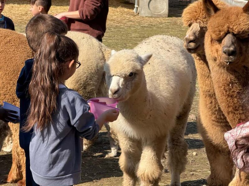 Turin: Encounter with Alpacas on an Educational Farm with a Tour Guide - What’s Included and What to Bring