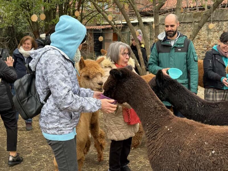 Turin: Encounter with Alpacas on an Educational Farm with a Tour Guide - Frequently Asked Questions