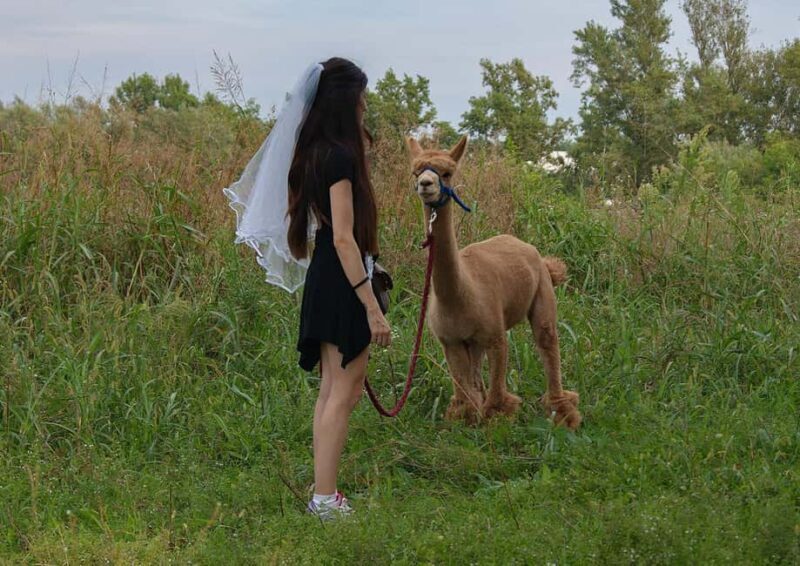 Turin: Walk with Alpacas in the Green and View of Monviso - Turin: Walk with Alpacas in the Green and View of Monviso