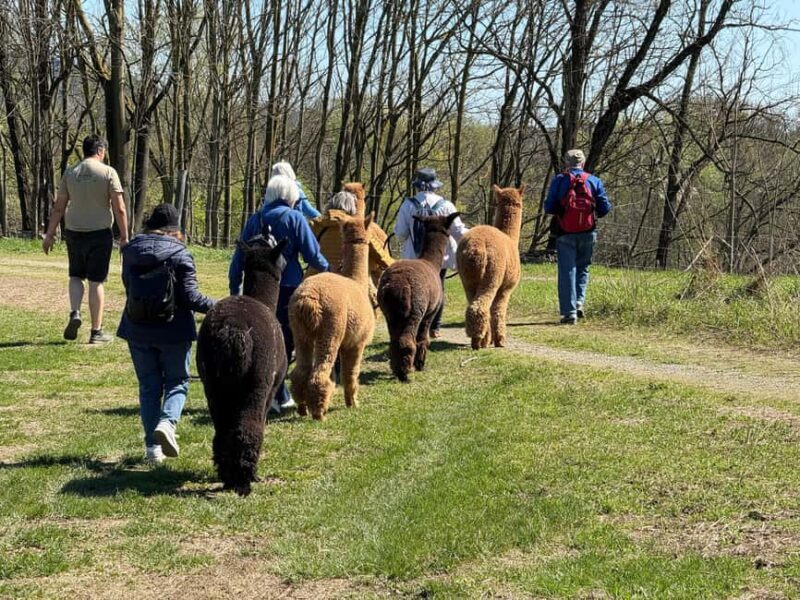 Turin: Walk with Alpacas in the Green and View of Monviso - Good To Know