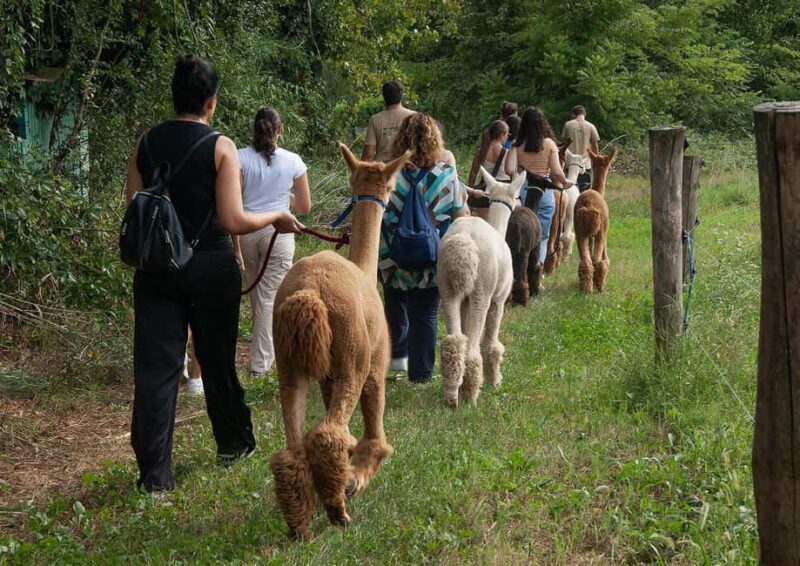 Turin: Walk with Alpacas in the Green and View of Monviso - Who Will Love This Experience?