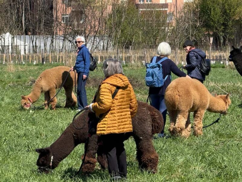 Turin: Walk with Alpacas in the Green and View of Monviso - The Sum Up