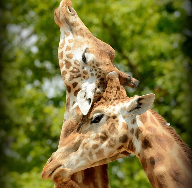 Turin: Zoom Torino Admission - Animal Habitats and Attractions