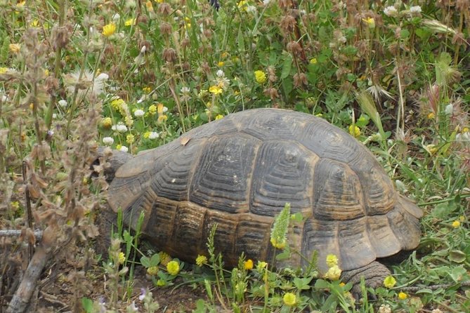 Turkish Village Trip - Common Questions