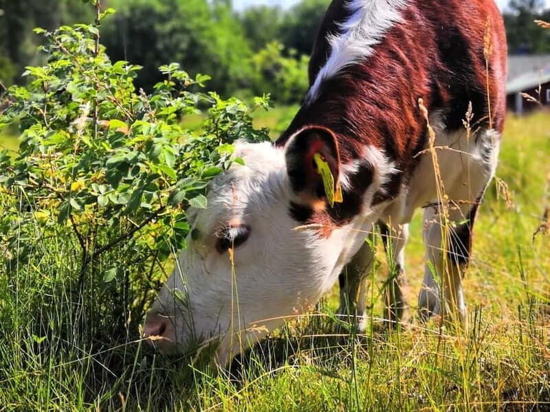 Turku: Full-Day Boat Tour to Seili Island - Why This Tour Provides Excellent Value