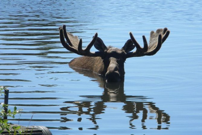 Turnagain Arm and Portage Valley Private Tour - Cruise on Portage Lake to See Portage Glacier