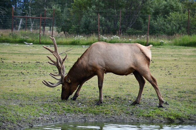 Turnagain Arm Sightseeing Experience and Wildlife Tour - Directions