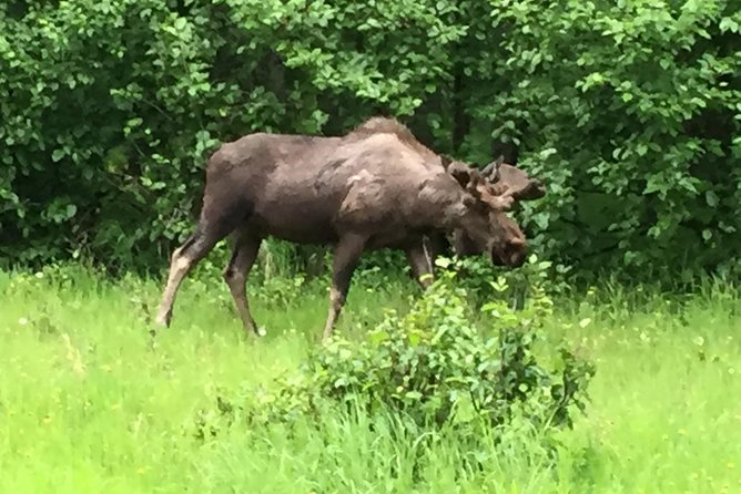 Turnagain Arm Tour: "A Must See Destination" - Tour Inclusions