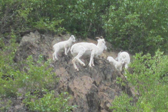 Turnagain Arm Tour: "A Must See Destination" - Cancellation Policy