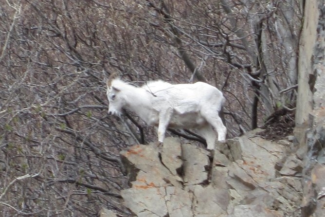 Turnagain Arm Tour: "A Must See Destination" - Traveler Reviews