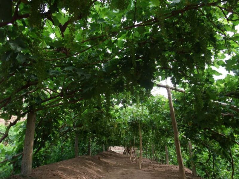 Turpan: Private Must-See Silk Road Tour with Hotel Pickup - Who Should Book This Tour?