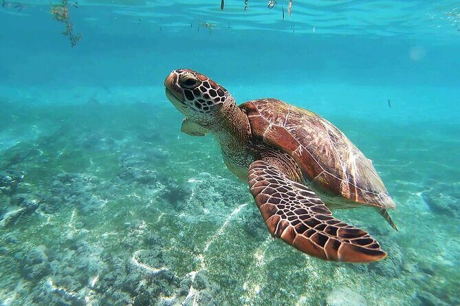 Turtle Akumal Adventure! + Tulum Ruins From Cancun & Playa Del Carmen - Good To Know