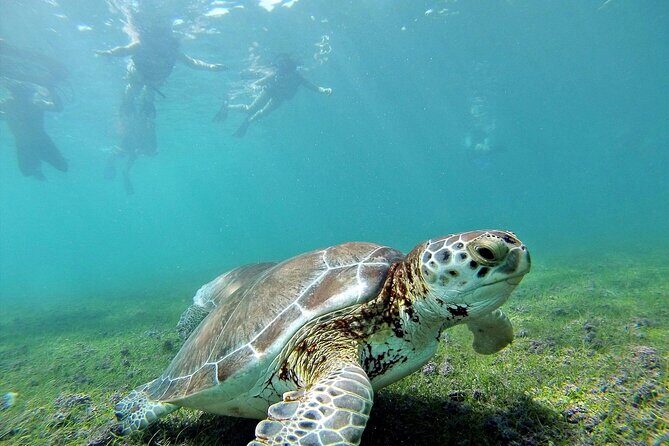 Turtle Akumal Adventure! + Tulum Ruins From Cancun & Playa Del Carmen - Who Is This Tour Best For?