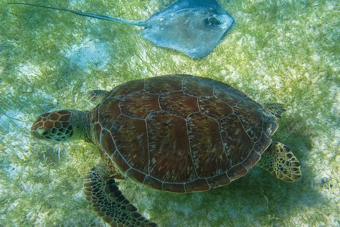Turtle and Cenote Private Adventure From Riviera Maya  - Playa Del Carmen - What to Expect