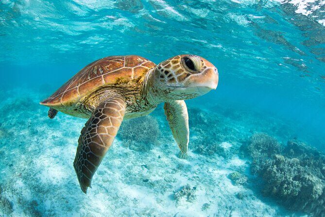 Turtle and Reef Sanctuary Snorkeling - Practical Details and Tips