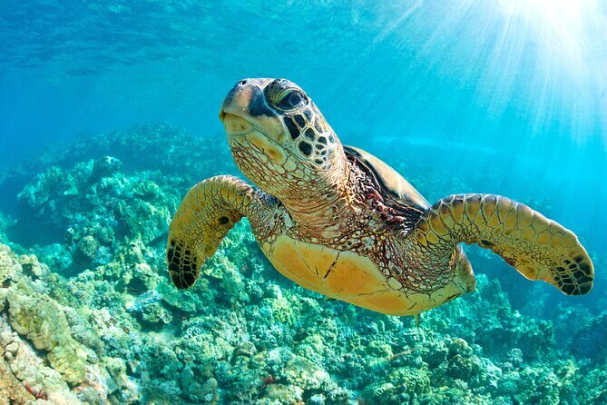 Turtle and Reef Sanctuary Snorkeling - Who Should Book This Tour