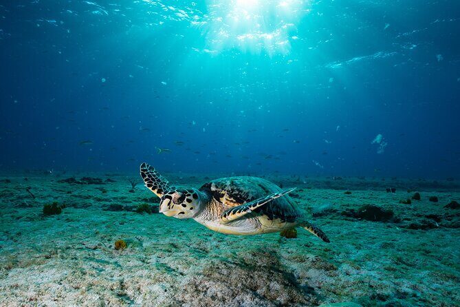 Turtle and Shipwreck Snorkel Private Tour in Barbados - Good To Know  