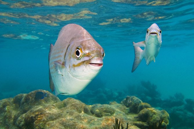 Turtle Bay Express Private Tour From Riviera Maya - Playa Del Carmen - Ideal for Nature Lovers