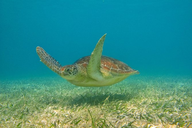 Turtle Bay Express Private Tour From Riviera Maya - Playa Del Carmen - Convenient Hotel Pickup and Drop-off