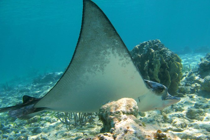 Turtle Bay Express Private Tour From Riviera Maya - Playa Del Carmen - Personalized Attention From Private Guide