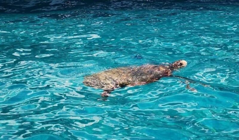 TURTLE BOAT TOUR - The Practicalities: What You Need to Know