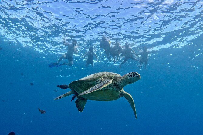 Turtle Canyon Snorkel Adventure in Waikiki - A Deep Dive into the Turtle Canyon Snorkel Adventure