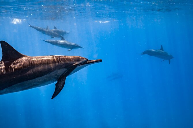 Turtle Canyon Snorkel (Semi Private Boat Tours) - Additional Information