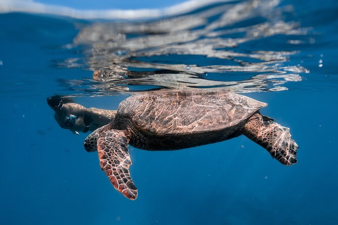 Turtle Canyon Snorkel (Semi Private Boat Tours) - Common Questions